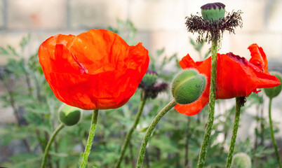 Red poppy in a private garden. Poppy flowers close-up. Jar with poppy seeds after flowering. Perennial plant in the summer.