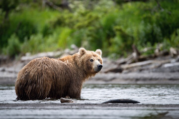 The Kamchatka brown bear, Ursus arctos beringianus catches salmons at Kuril Lake in Kamchatka, running in the water, action picture