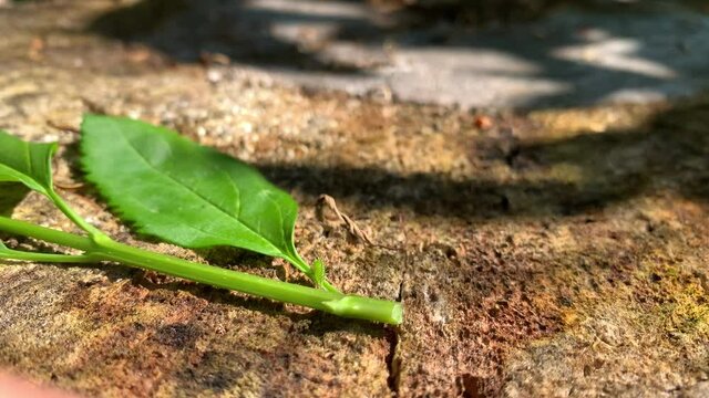Small tiny insect bug, 3 cornered green alfalfa tree hopper in nymph stage from egg to larvae to feeding on leaves on seasonal crop agriculture plants, seen crowing on leaf on dead tree stump in farm 