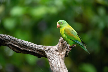 Brotogeris jugularis, Orange-chinned parakeet The bird is perched on the branch in nice wildlife natural environment of Costa Rica, parrot..