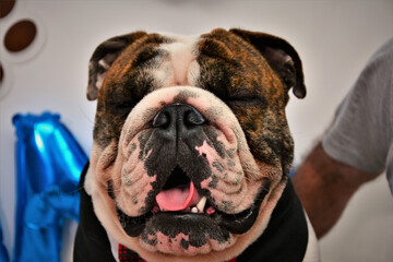 Buldogue ingles de olhos fechados e lingua de fora