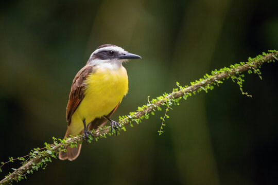 Pitangus sulphuratus,Great kiskadee The bird is perched on the branch in nice wildlife natural environment of Costa Rica