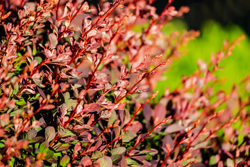 Different shrubs in the springtime 