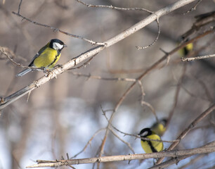 Titmouse on a winter day