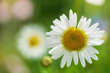 Obraz na płótnie Canvas chamomile flower close-up