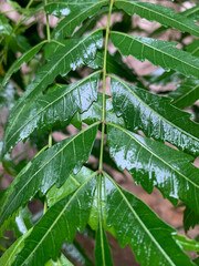 Neem tree leaf, close-up shot