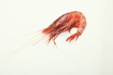 Aristeus antennatus , gamba roja