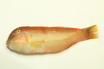 Xyrichtys novacula, conocido como pejepeine 