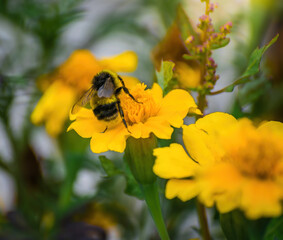 Bee collects flower nectar of marigold