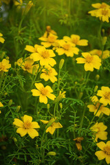 Flowering marigolds close-up