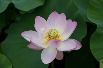 大賀ハスの花　千葉県千葉市　日本