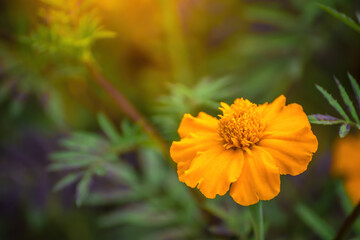 Flowering marigolds close-up