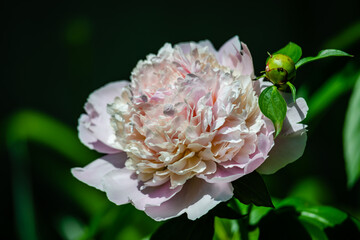 Obraz premium Peony flowers in the garden 