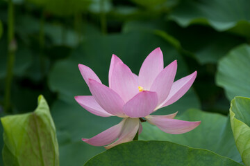 大賀ハスの花　千葉県千葉市　日本