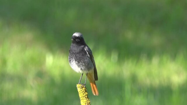 Gardening Warbler sits on a branch.