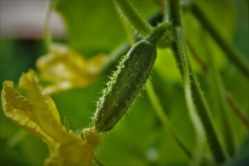 plant cucumber