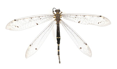  Dragonfly macro isolated on white background