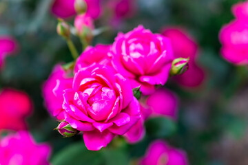 Rose Garden with macro closeup of vivid pink flowers in park during sunny summer day and bokeh background
