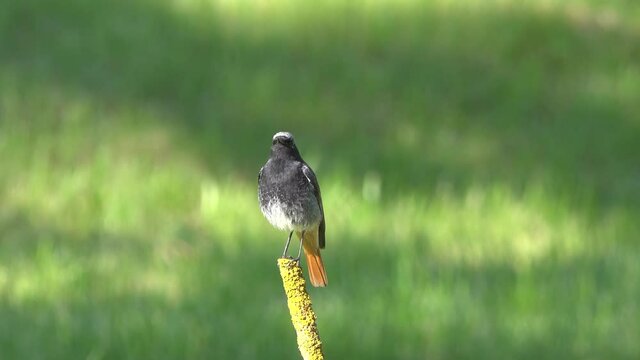 Gardening Warbler sits on a branch.