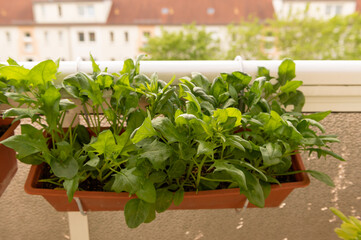 Wachsender Spinat auf dem Balkon