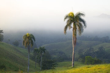 Fototapeta na wymiar cloudy palm tree land scape
