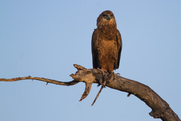 Juvenile Bataleur Eagle (Terathopius ecaudatus) perched in a tree in Kruger National Park South Africa