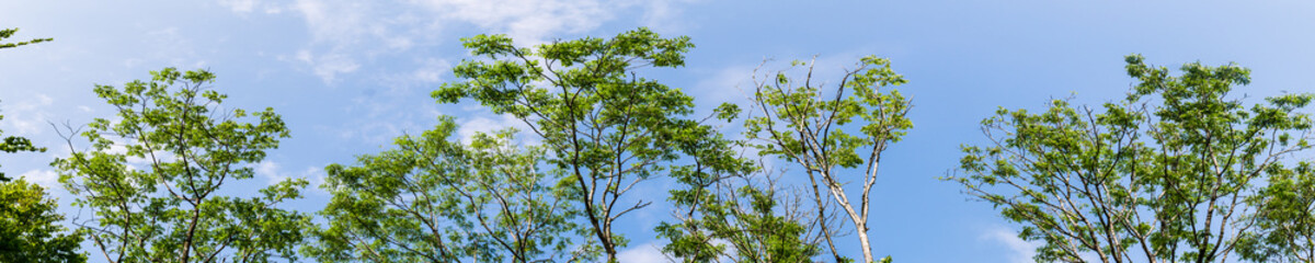 Fototapeta premium Panorama of tops of trees in forest against blue sky with clouds background