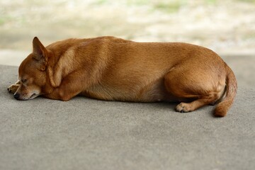 Young brown chihuahua dog with natural background.