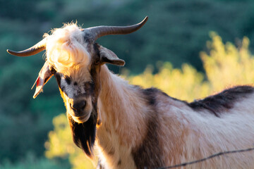 CABRAS DOMESTICAS DE LA RAYA PAYOYA