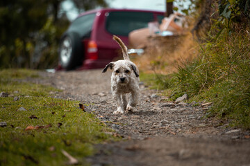 Perro pequeño caminando 