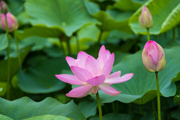 Fototapeta premium 大賀ハスの花 千葉県千葉市 日本