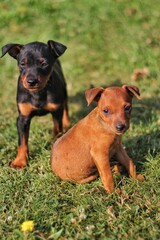 miniature pinscher