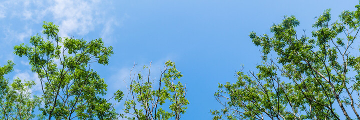 Panorama of tops of trees in forest against blue sky with clouds background