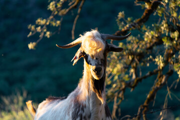 CABRAS DOMESTICAS DE LA RAYA PAYOYA