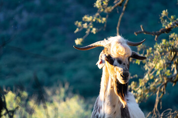 CABRAS DOMESTICAS DE LA RAYA PAYOYA