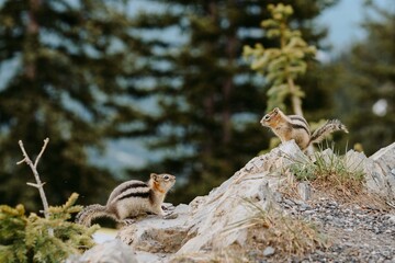 Close up/detailed view of cute little chipmunk isolated posing sitting on the rock in Canadian...