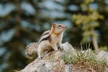 Close up/detailed view of cute little chipmunk isolated posing sitting on the rock in Canadian...