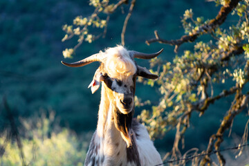 CABRAS DOMESTICAS DE LA RAYA PAYOYA
