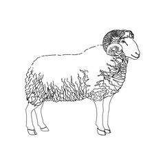 Ram hand drawing.Vector illustration line art. Black and white. Object of nature naturalistic sketch.