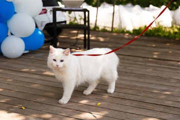 Fototapeta na wymiar White angora cat with blue eyes walking with a leash.