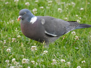 Obraz premium paloma encima de cesped entre flores 