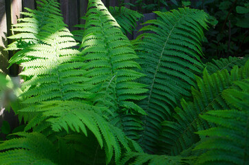 Fern in the summer. Fern leaves close up. Beautifully body of young leaves of green ferns.