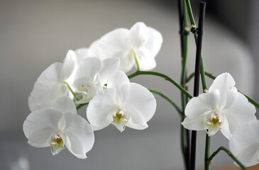 blooming Phalaenopsis orchid on a gray blurred background