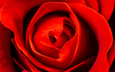 Fototapeta na wymiar close up of red rose