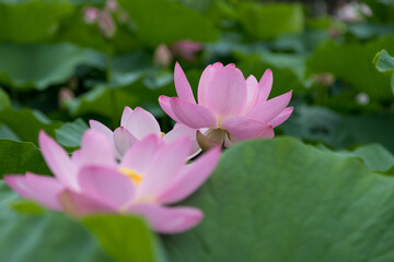 大賀ハスの花　千葉県千葉市　日本