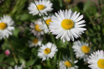 little white camomiles on the background of green grass