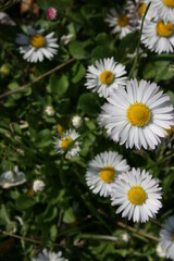 little white camomiles on the background of green grass