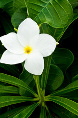 Front view, close up of a tropical white flower on a tropical bush with green leaves after an early evening shower