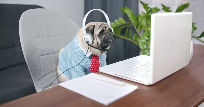 Funny dressed, cute pug dog in headset, headphones sitting with laptop. Studying online. Education online. Listening online course. Teaching. Online training class