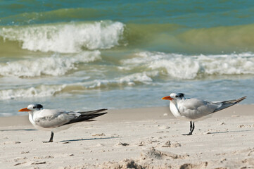 Front view, medium distance of two royal terns, facing the ocean breeze on a sunny, windy day on shoreline of a sandy beach on gulf of Mexico